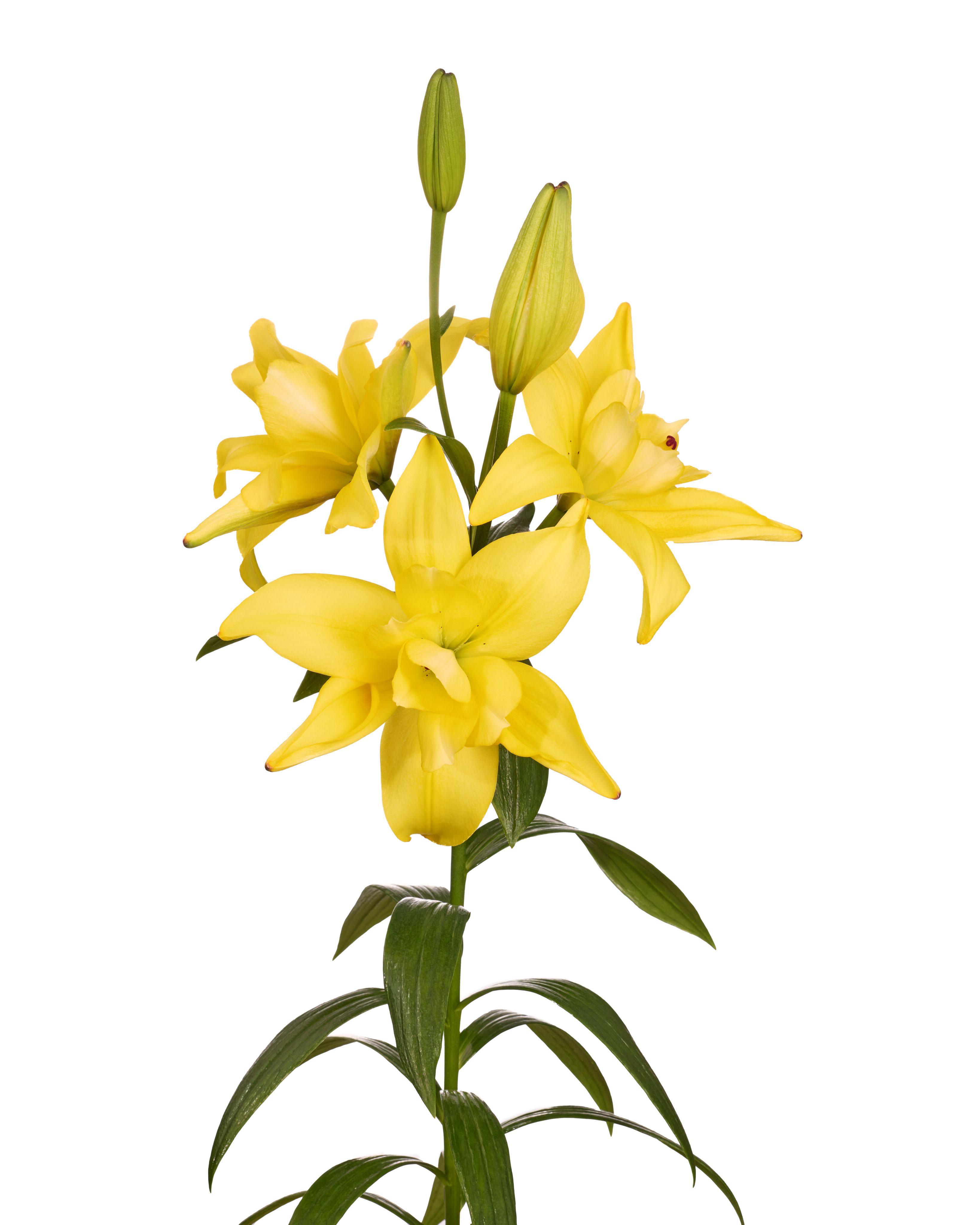 Twinflame Luna Twin Flame Lilium