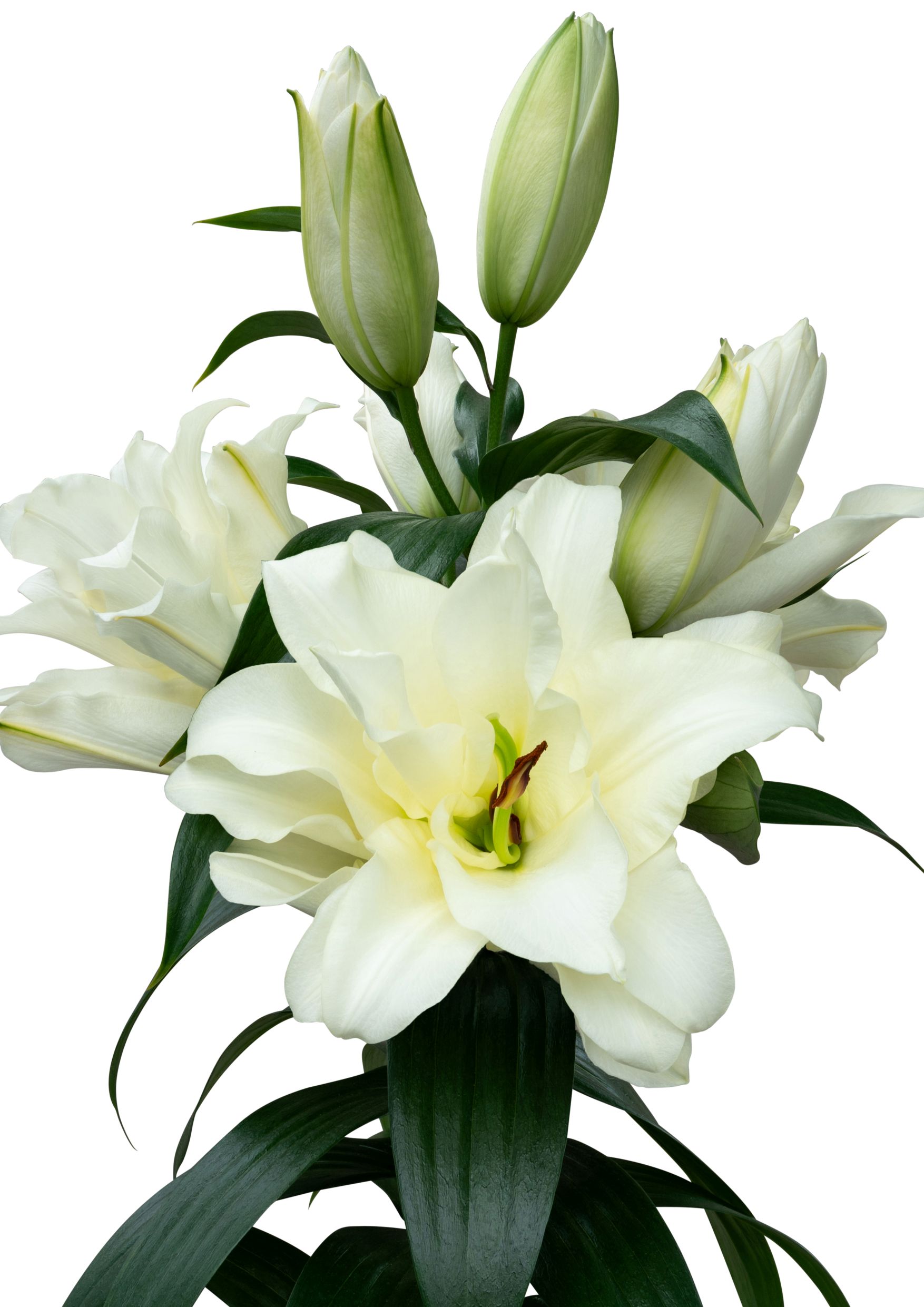 SL Gino Starlily Lilium