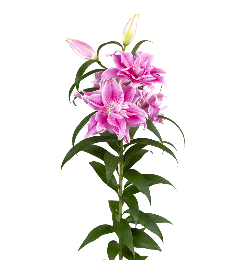 RL Zaphira Roselily Lilium