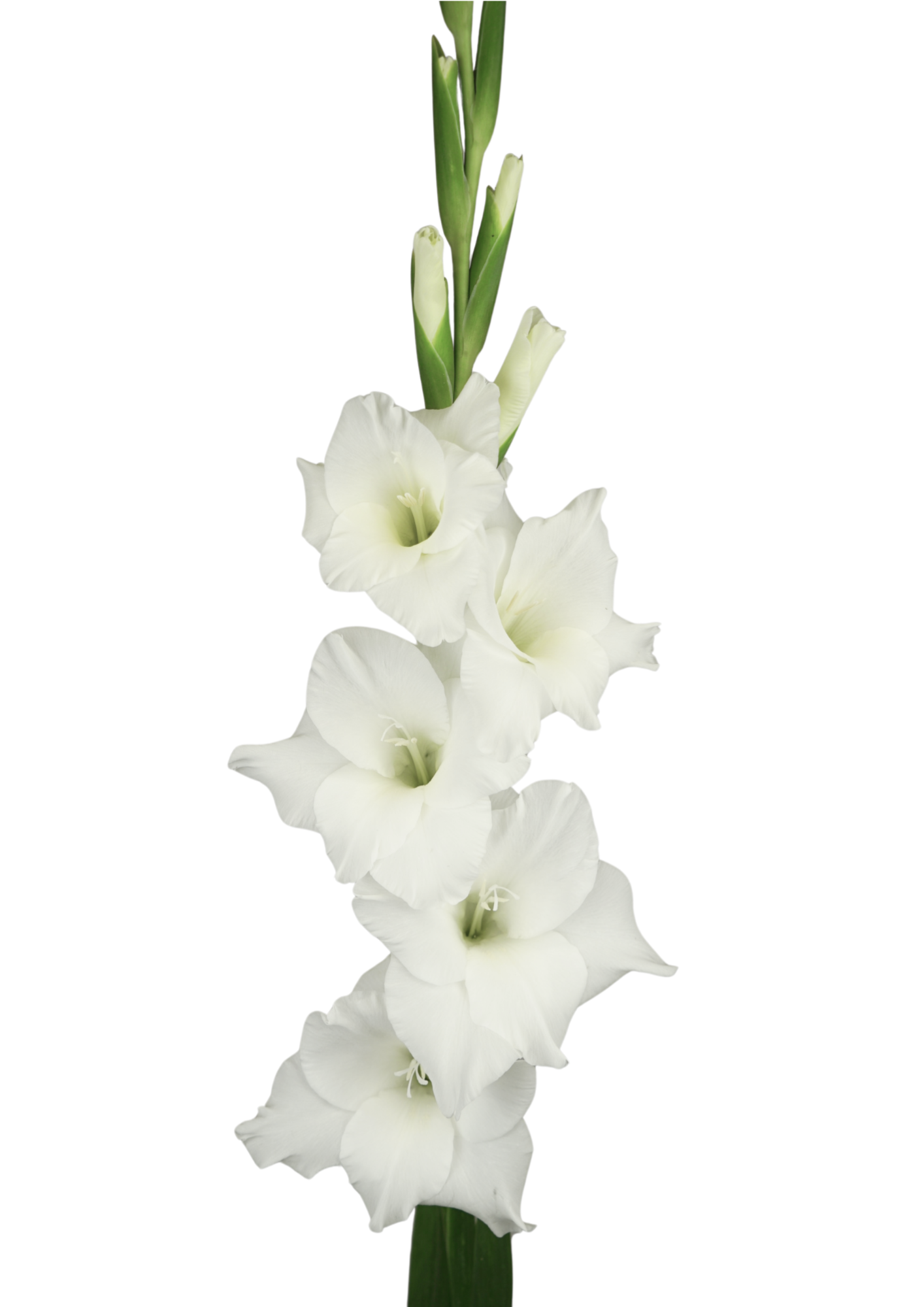 Amsterdam Gladiolus