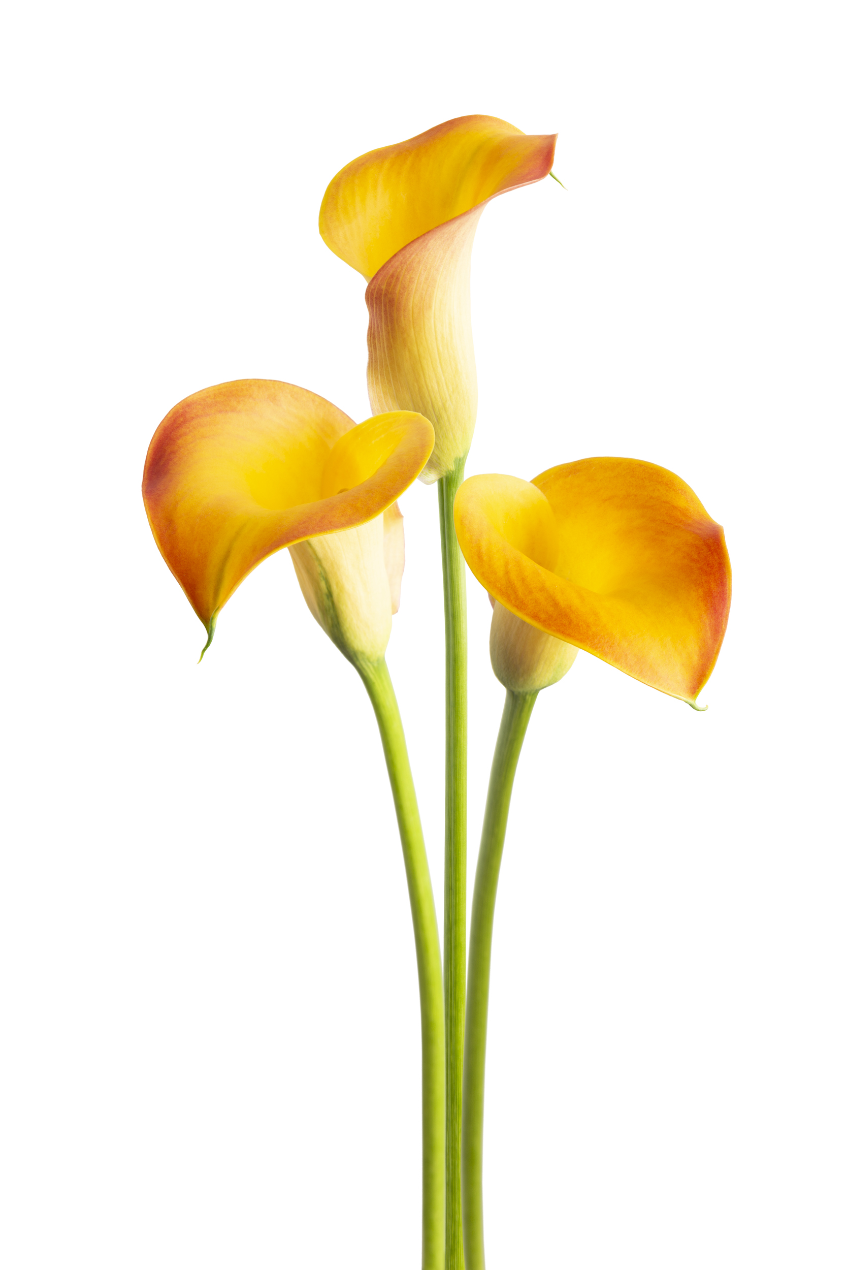 Captain Brunello Zantedeschia