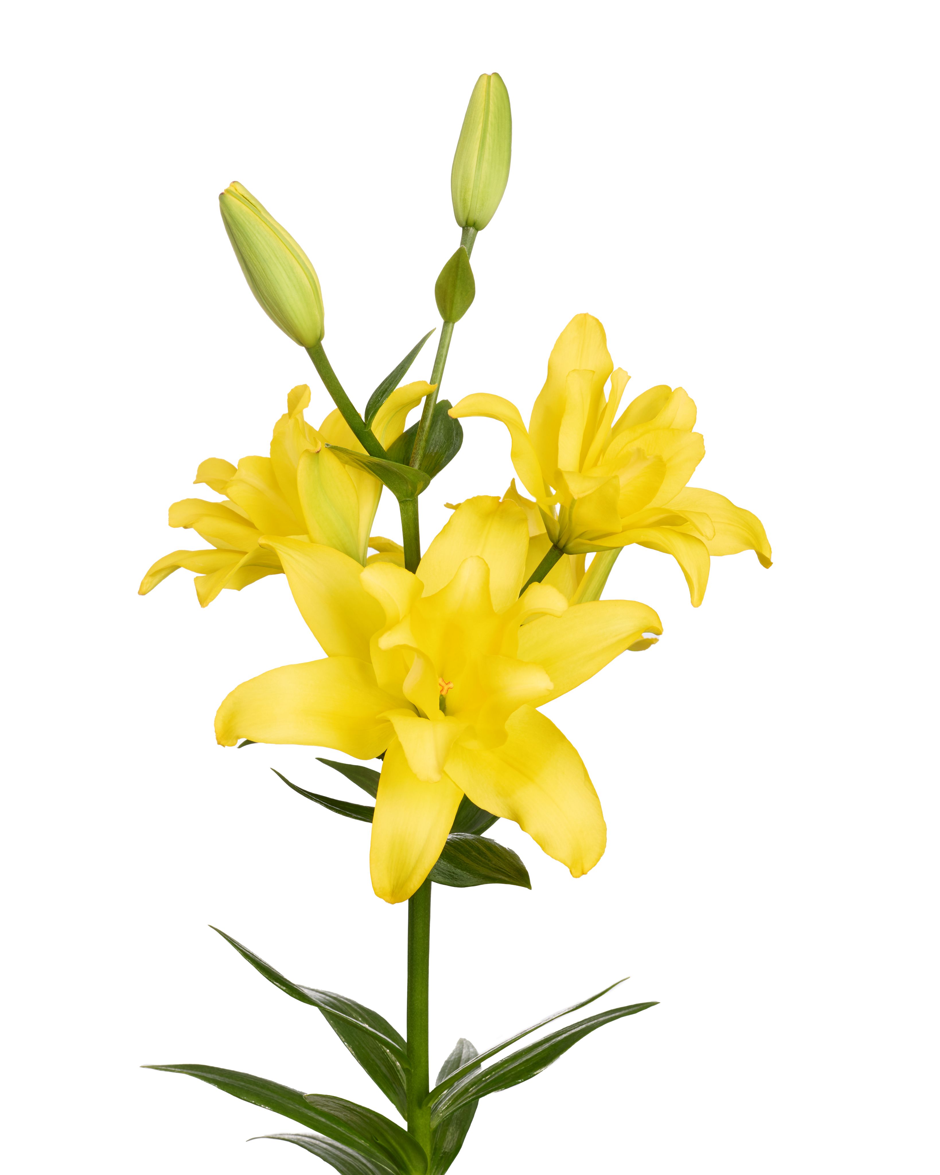 Twinflame Wings Twin Flame Lilium