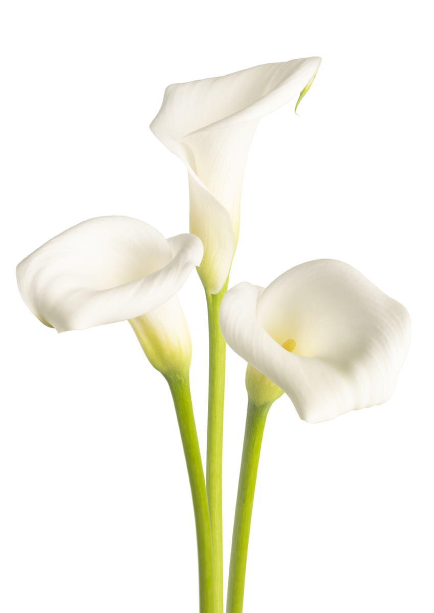 White Art Zantedeschia